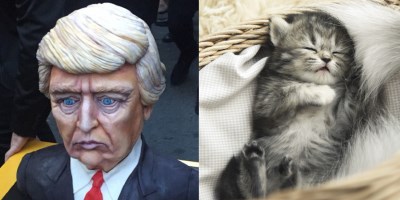 The Election Has Been Called For Donald Trump, So Here Is Nine Hours Of Kittens Purring