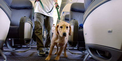 Virgin Airlines Are Considering Letting Pets in the Cabin and Now I Wanna Travel More