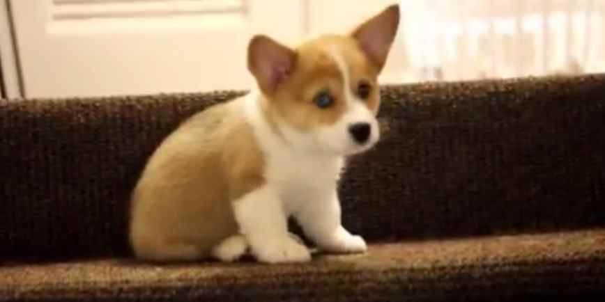 The Corgi's Eternal Struggle: Walking Down Stairs