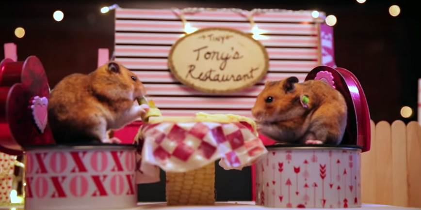 These Hamsters Had A More Romantic Valentine's Than You