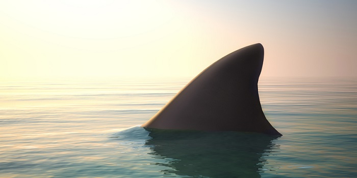 Federal Government Considers Launching A Shark Cull