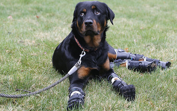 Let Your Heart Be Melted By This Dog With Prosthetic Paws