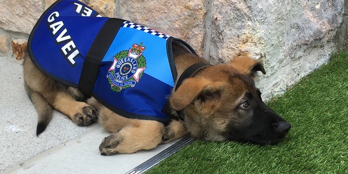 Police Puppy, Fired for Being Too Social, Lands a Sick Promotion