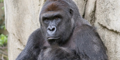 Police Won’t Charge Mother At Centre Of Harambe Killing, Because She Wasn’t “Smoking Crack”