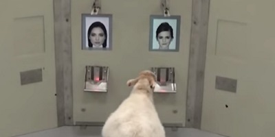 Wake Up, Sheeple: Science Just Proved Sheep Can Recognise Celebrity Faces