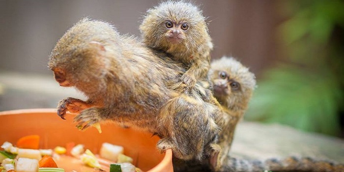 The Stolen Pygmy Saga: Two Of The Teensy Monkeys Have Been Found, One More Is Still Missing