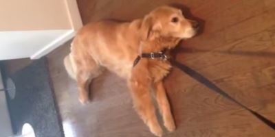 This Lazy Labrador Is Us Every Monday