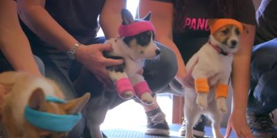 Watching This Video Of Puppies Being Cuddled Automatically Donates Food To Dog Havens
