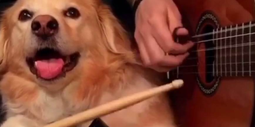 This Dog Understands The Need For More Cowbell