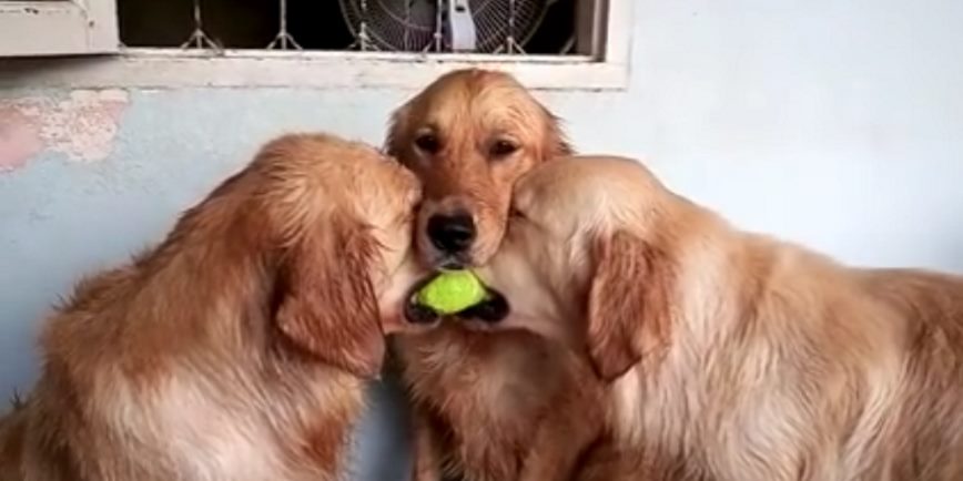 Dog Passive-Aggressively Subdues Warring Siblings