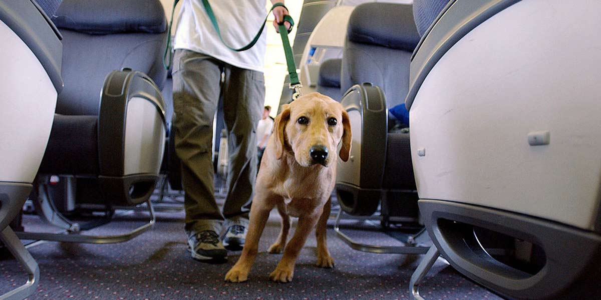 virgin travel with pets