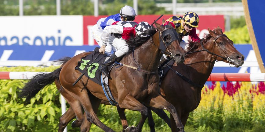 Actually, Horses Might Not Like Being Whipped After All