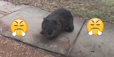 This Grumpy Wombat Was Exactly Your Mood This Morning