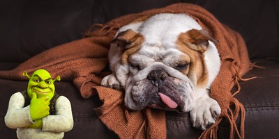 We Bring You the World's Ugliest Dog: Zsa Zsa the 9YO Bulldog