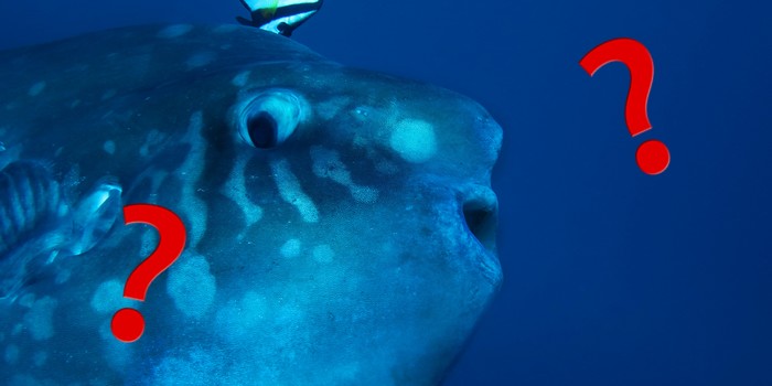 Is the Ocean Sunfish Responsible for Sinking a 16-Metre Yacht Near Tasmania?