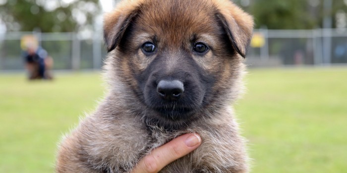 QLD Coppers Want You to Name Their New Puppers