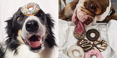 Krispy Kreme Have Released Paw-Some Doggie Doughnuts and We Can’t Get Enough