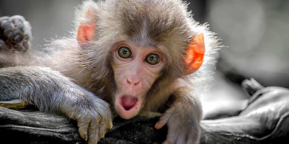What The Heck is Monkeypox and Is It Another Thing We've Gotta Worry About?