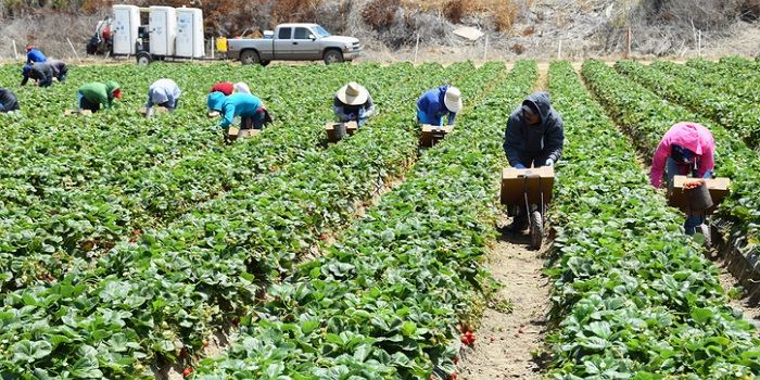 Modern Slavery In Australia Is Alive And Well In Agriculture And Restaurant Sectors