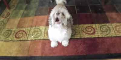 This Dog Screams Like a Human