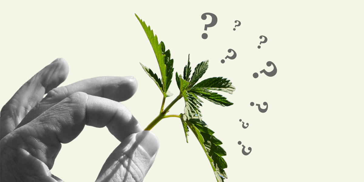 Think You Know Weed? Here Are Some Things You Might Not Know About Cannabis