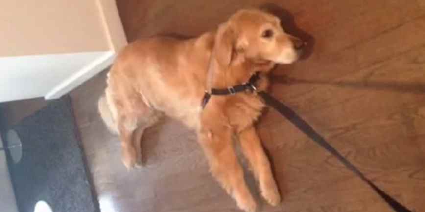 This Lazy Labrador Is Us Every Monday