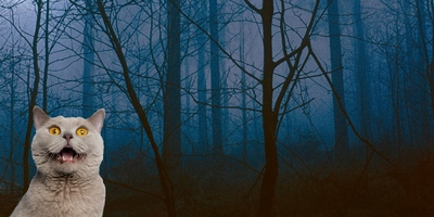 Step Aside "Slender Man": Steven Spielberg Is Producing a Reddit Horror Story