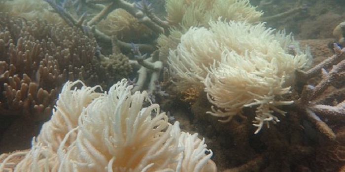 New (Depressing) Images of Coral Bleaching Has Heightened Fears for the Great Barrier Reef