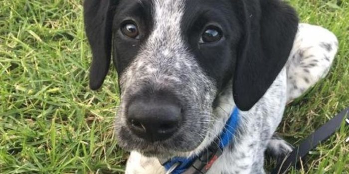 NZ Police Shot and Killed a Service Dog on Auckland Airport's Tarmac After He Delayed 16 Flights