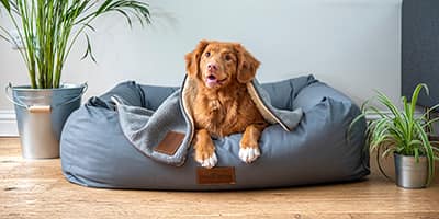 There Are Growing Calls to Allow Pets in Rental Properties and Public Spaces