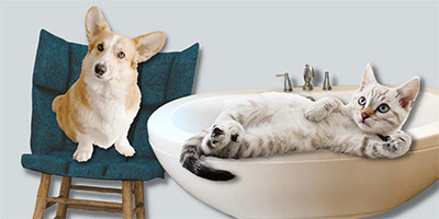 A Décor Trend Called ‘Barkitecture’ is on the Rise for Pet Lovers
