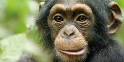 The U.S. Government Will Stop Experimenting On Chimpanzees