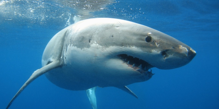 Culls Are Not The Answer: Our Ecosystem Needs Sharks, And Here's Why