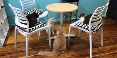 Cat Cafés Are Popping Up Everywhere (And You Should Visit One Right Away To De-Stress)