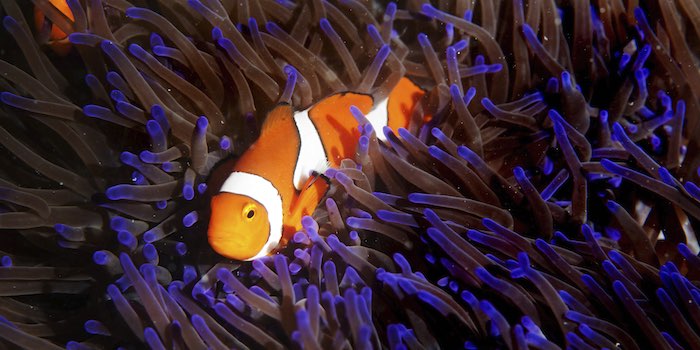 How 'Coral Bleaching' Is Killing The Great Barrier Reef, Explained