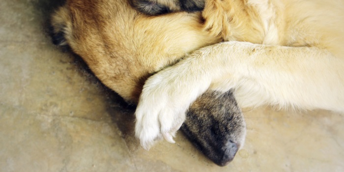 This National Dog Day, Remember: Science Says Dogs Cannot Be Shamed