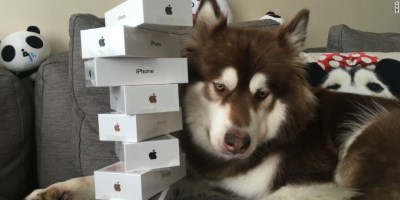 A Chinese Billionaire Gave His Dog Eight iPhone 7s; How Many Do You Have?
