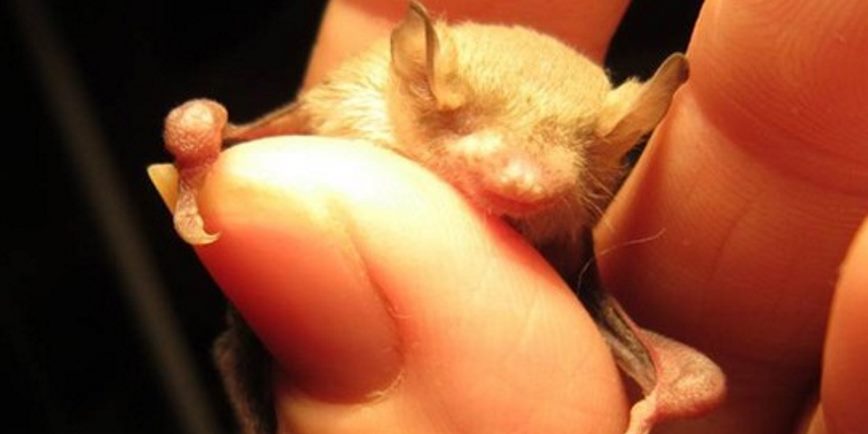 Adelaide Is Set To Be Swarmed By Microbats