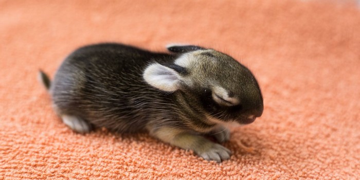 Hundreds of Baby Animals Are Being Saved From Hurricane Harvey
