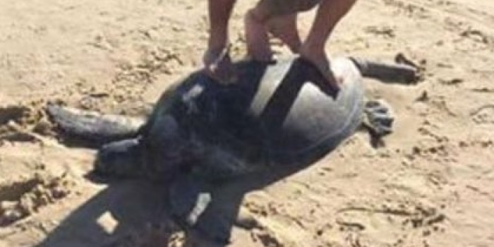 The Guys Who Instagrammed Themselves "Surfing" A Turtle Could Be Fined $19,965