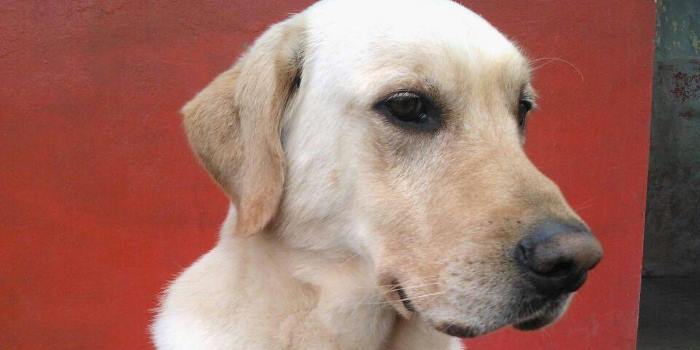 Dog Who Helped Save Eight Lives From Ecuador's Earthquake Dies In Line Of Duty