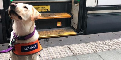 Puppers on a Tram: Melbourne Trams Will Be Overrun With Lab Puppers Today