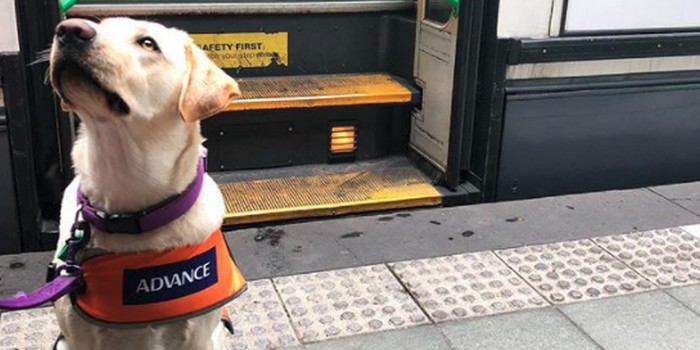 Puppers on a Tram: Melbourne Trams Will Be Overrun With Lab Puppers Today