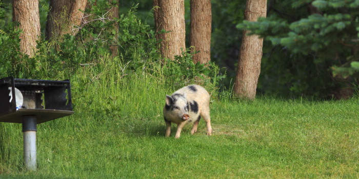 Joking About "30 – 50 Feral Hogs" Is How a Weary World Grieves Gun Violence