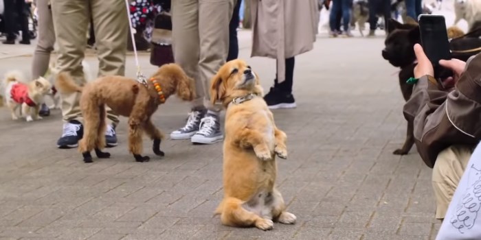 Netflix Knows What You Want: A 'Dogumentary' Series Just Called "Dogs"