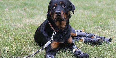 Let Your Heart Be Melted By This Dog With Prosthetic Paws