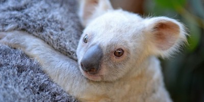 Australia Zoo Wants You to Name Their New Baby Drop Bear 