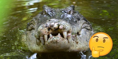 Do Crocodiles Really Tear People Apart Every Three Months in Queensland?