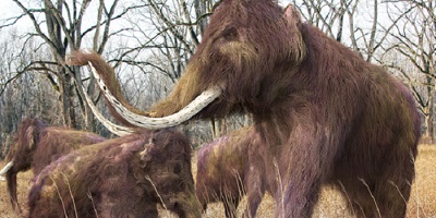 Scientists Are on the Cusp of Resurrecting the Extinct Woolly Mammoth 