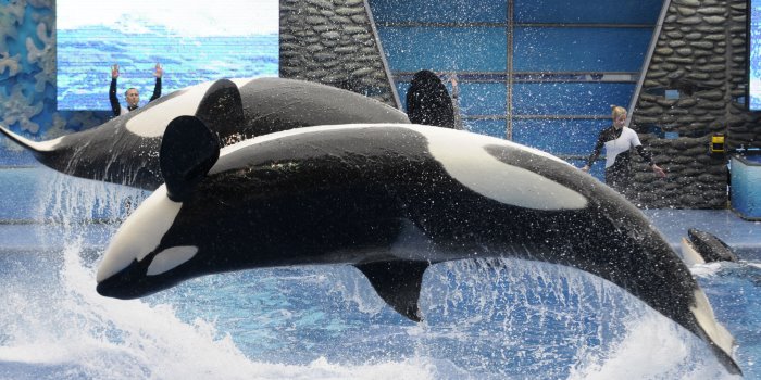 Thanks To "Blackfish", SeaWorld San Diego Will Stop Their Orca Shows In 2016